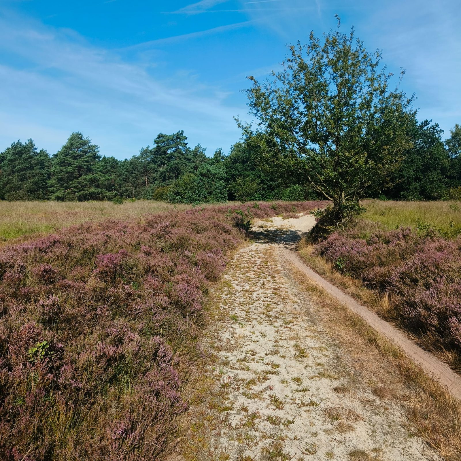 MTB Gieten Gasselte